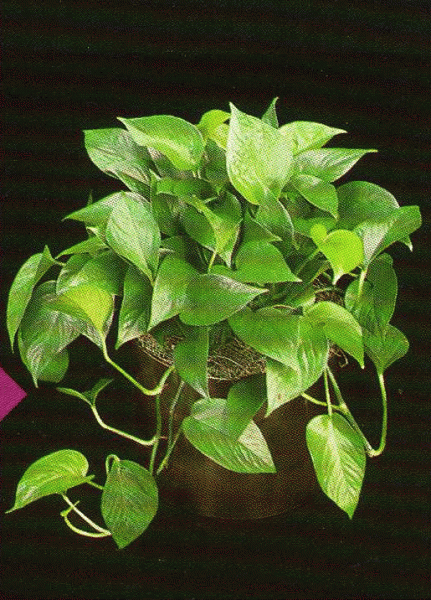 Epipremnum-aureum-8