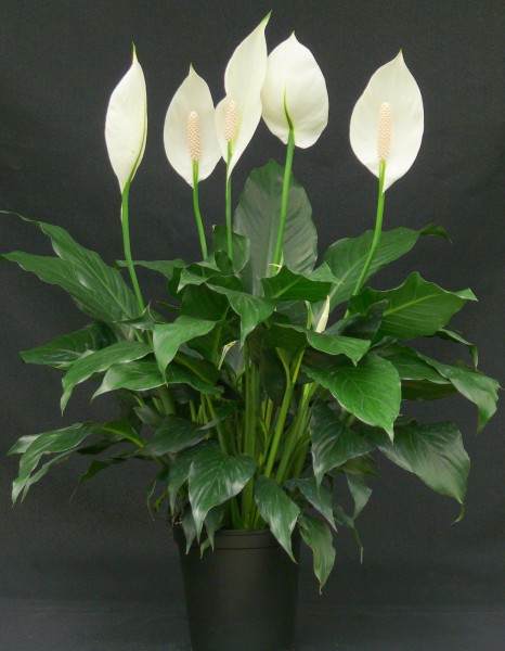 Spathiphyllum_Emerald_Star-1b_LowRes