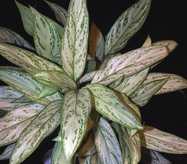 aglaonema